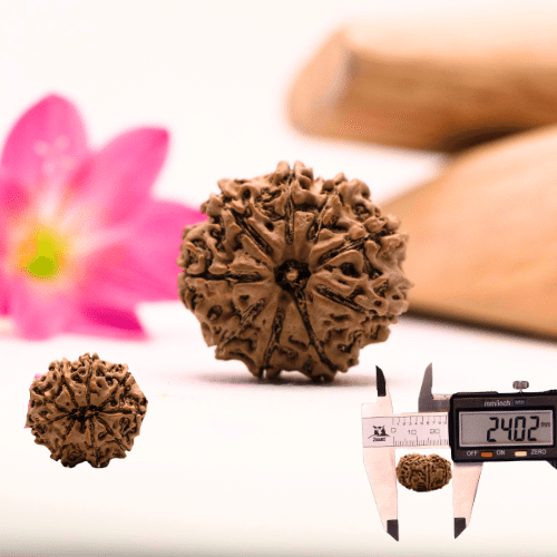 9 Mukhi Nepali Rudraksha - Large