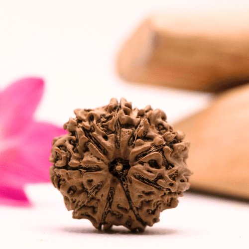 9 Mukhi Nepali Rudraksha - Large