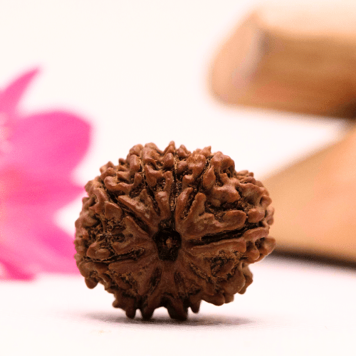 9 Mukhi Nepali Rudraksha - Large