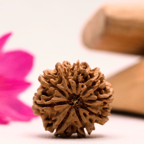 9 Mukhi Nepali Rudraksha - Large