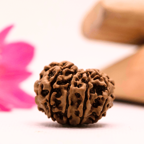 9 Mukhi Nepali Rudraksha - Large