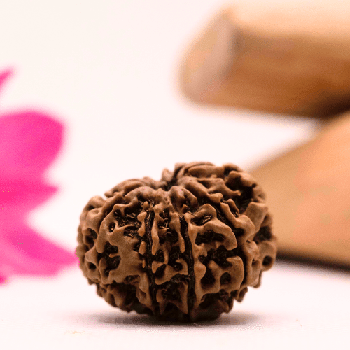 9 Mukhi Nepali Rudraksha - Large