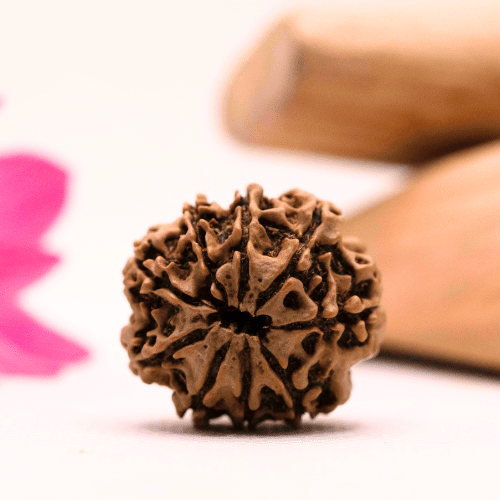 9 Mukhi Nepali Rudraksha - Large