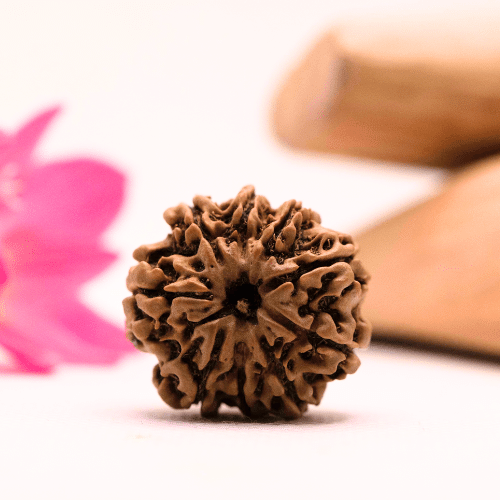 9 Mukhi Nepali Rudraksha - Large