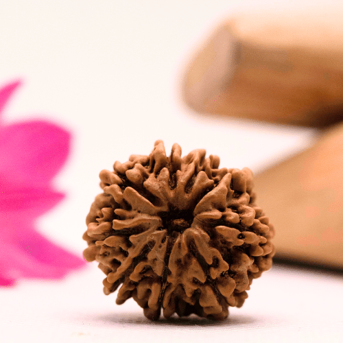9 Mukhi Nepali Rudraksha - Large