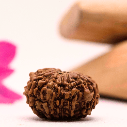 9 Mukhi Nepali Rudraksha - Large