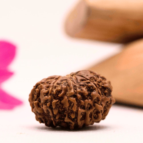 9 Mukhi Nepali Rudraksha - Large