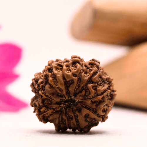 9 Mukhi Nepali Rudraksha - Large