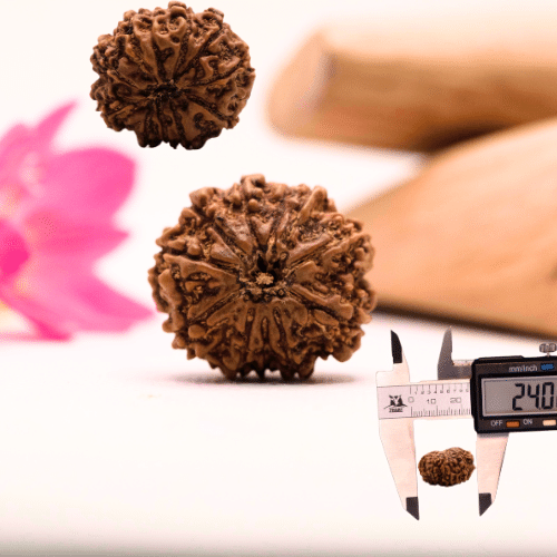 9 Mukhi Nepali Rudraksha - Large