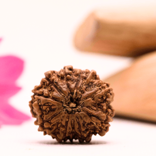 9 Mukhi Nepali Rudraksha - Large