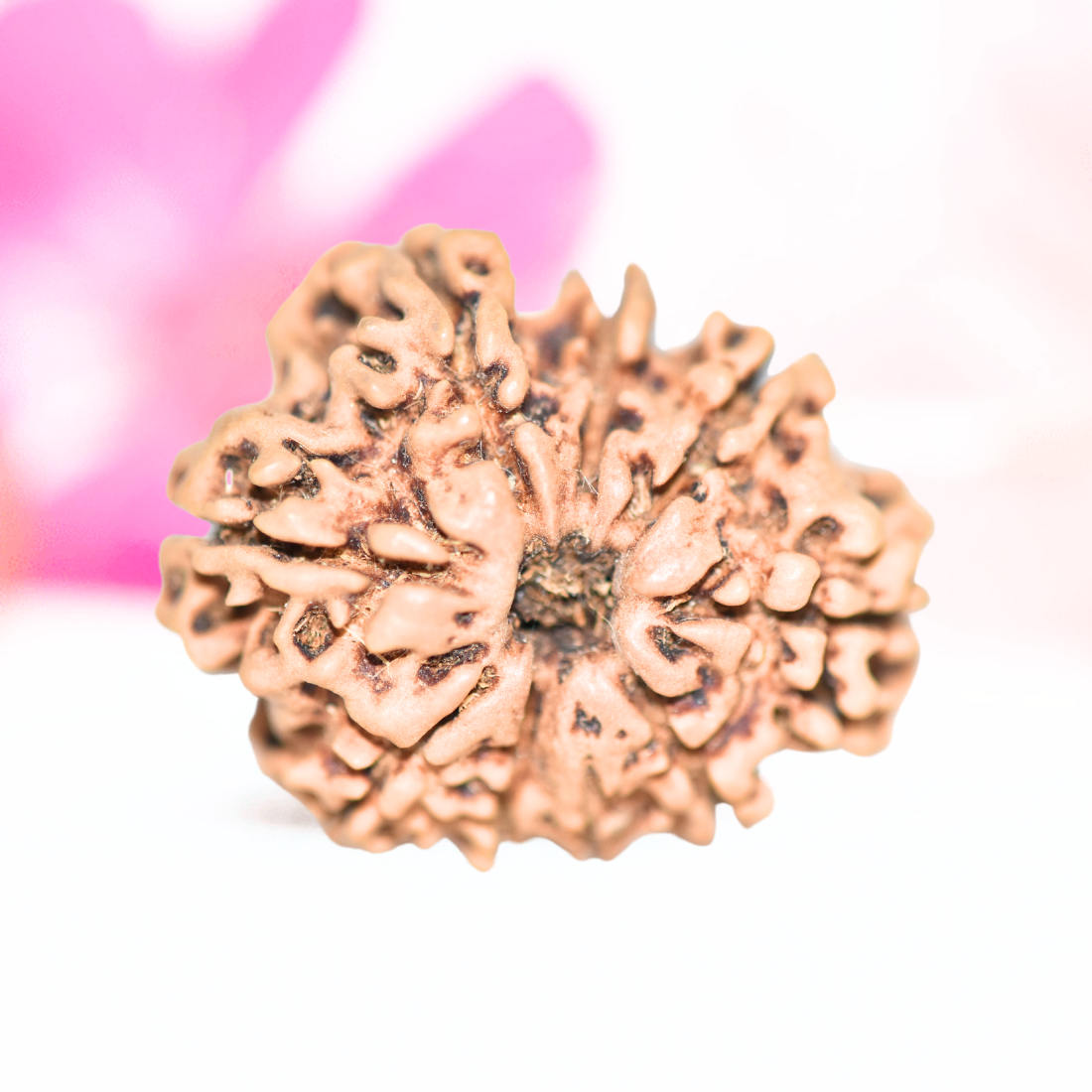 9 Mukhi Nepali Rudraksha - Large