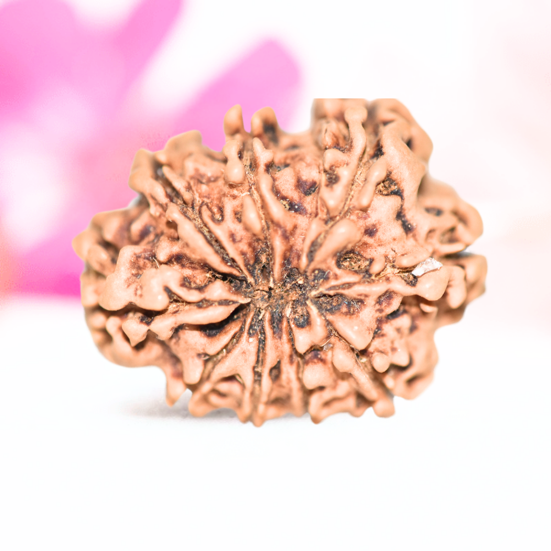 9 Mukhi Nepali Rudraksha - Large