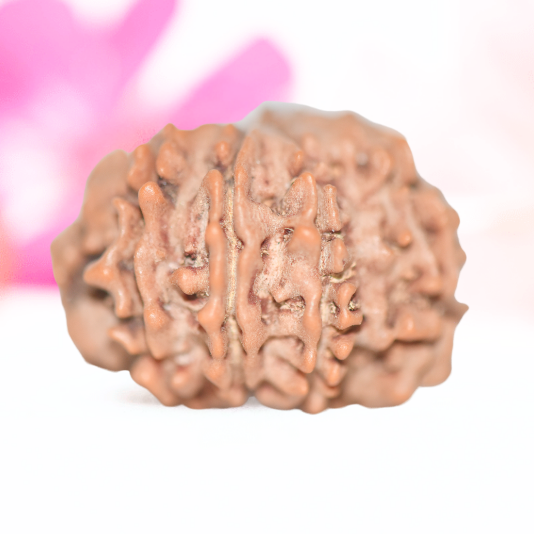9 Mukhi Nepali Rudraksha - Large