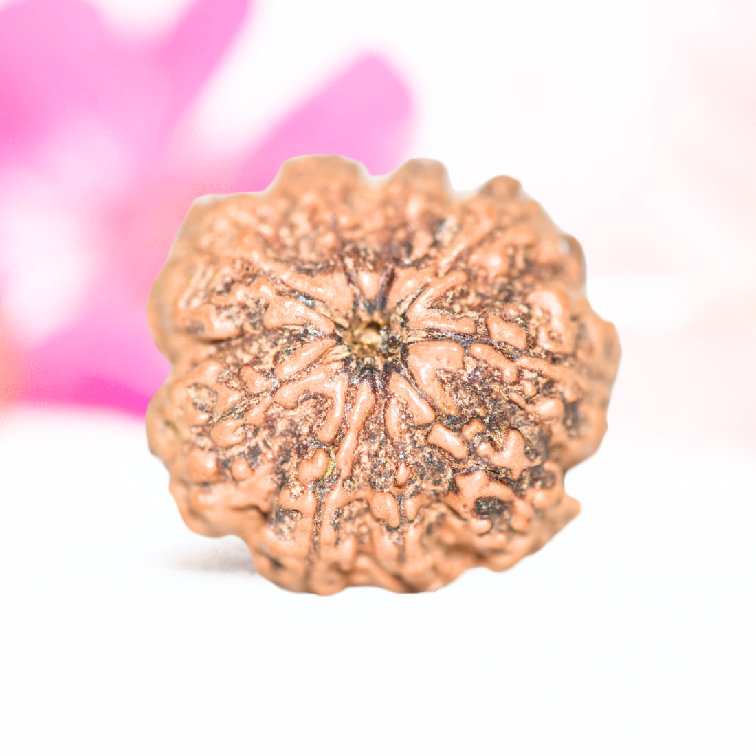 9 Mukhi Nepali Rudraksha - Large