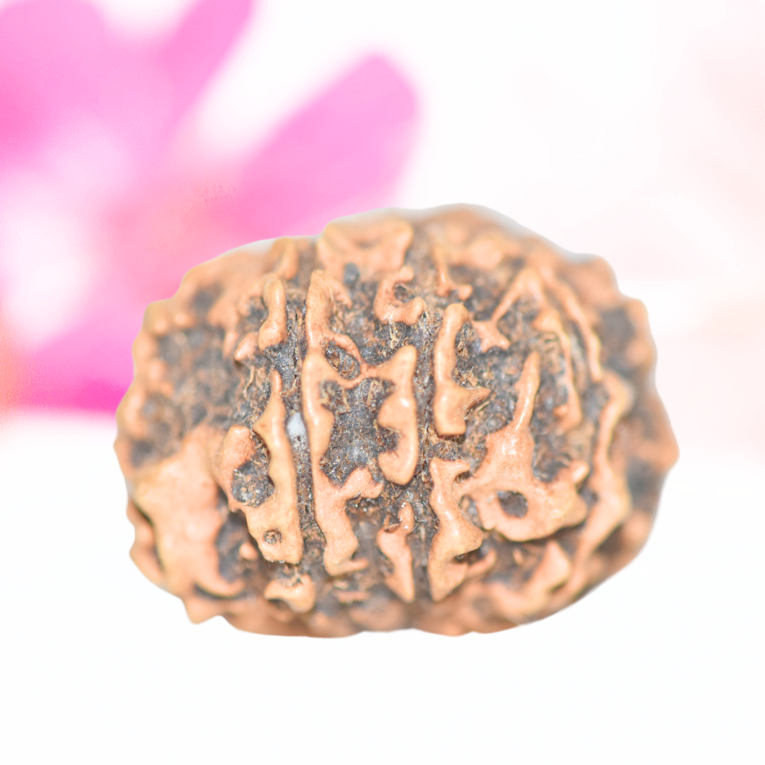 9 Mukhi Nepali Rudraksha - Large