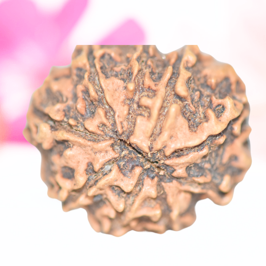 9 Mukhi Nepali Rudraksha - Large