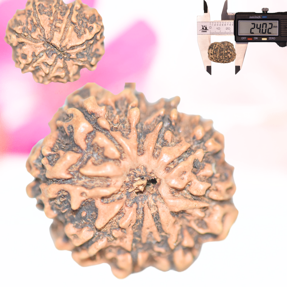 9 Mukhi Nepali Rudraksha - Large