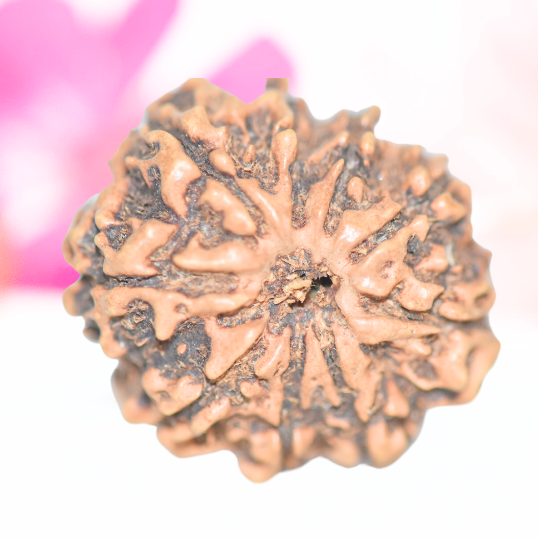 9 Mukhi Nepali Rudraksha - Large
