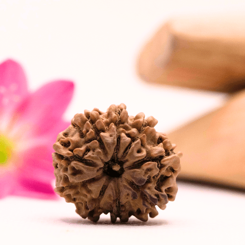 9 Mukhi Nepali Rudraksha - Large