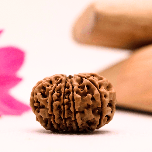 9 Mukhi Nepali Rudraksha - Large
