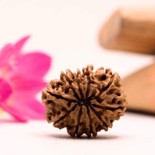 9 Mukhi Nepali Rudraksha - Large