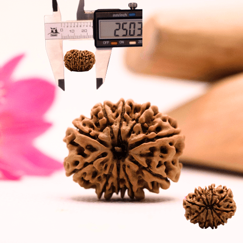 9 Mukhi Nepali Rudraksha - Large