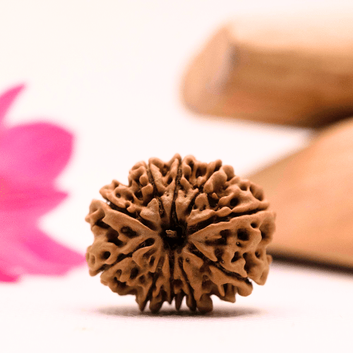 9 Mukhi Nepali Rudraksha - Large