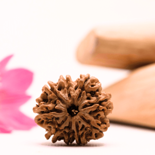 9 Mukhi Nepali Rudraksha - Large