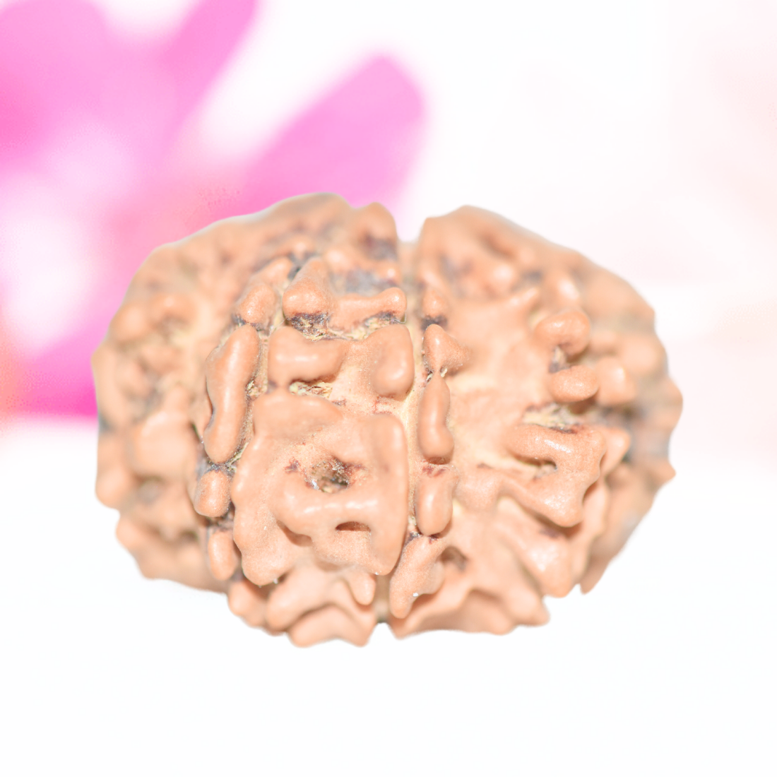 9 Mukhi Nepali Rudraksha - Large