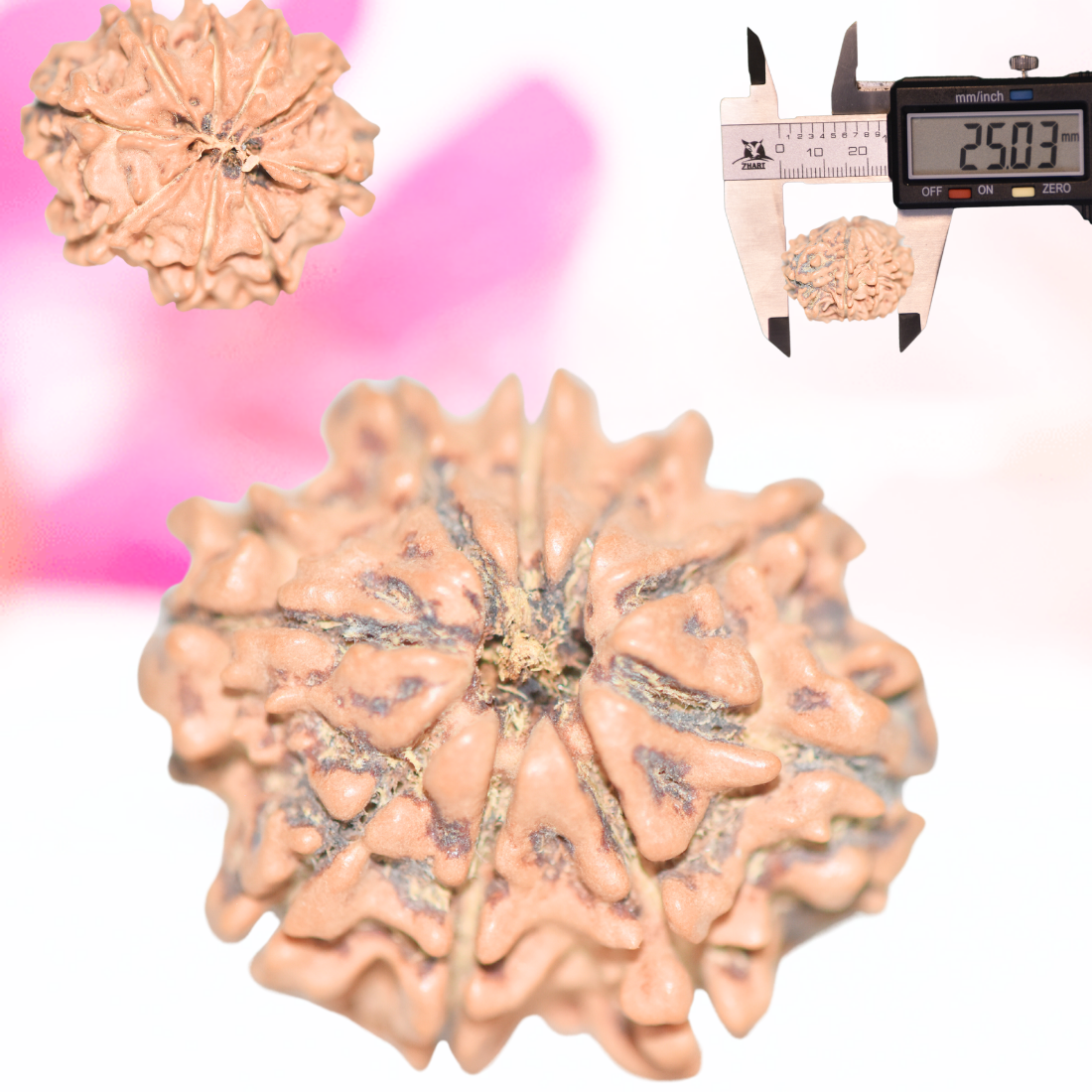 9 Mukhi Nepali Rudraksha - Large