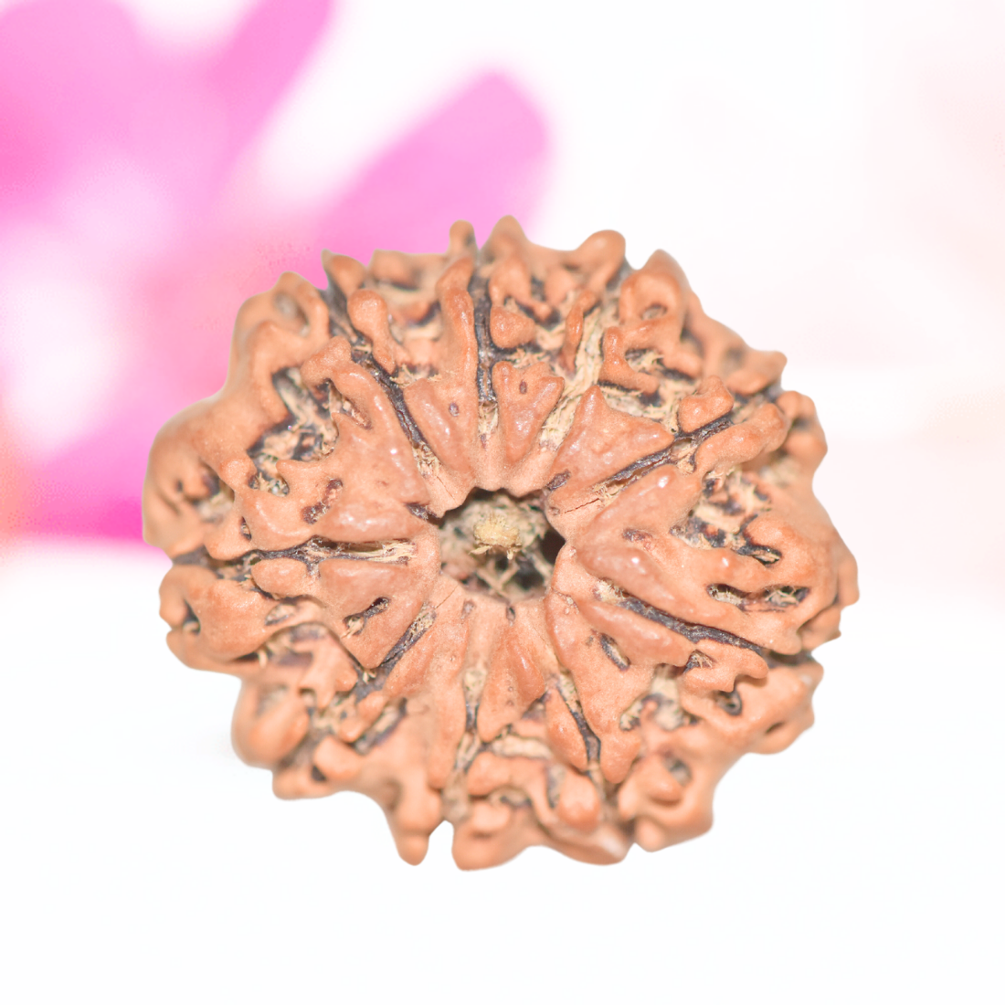 9 Mukhi Nepali Rudraksha - Large