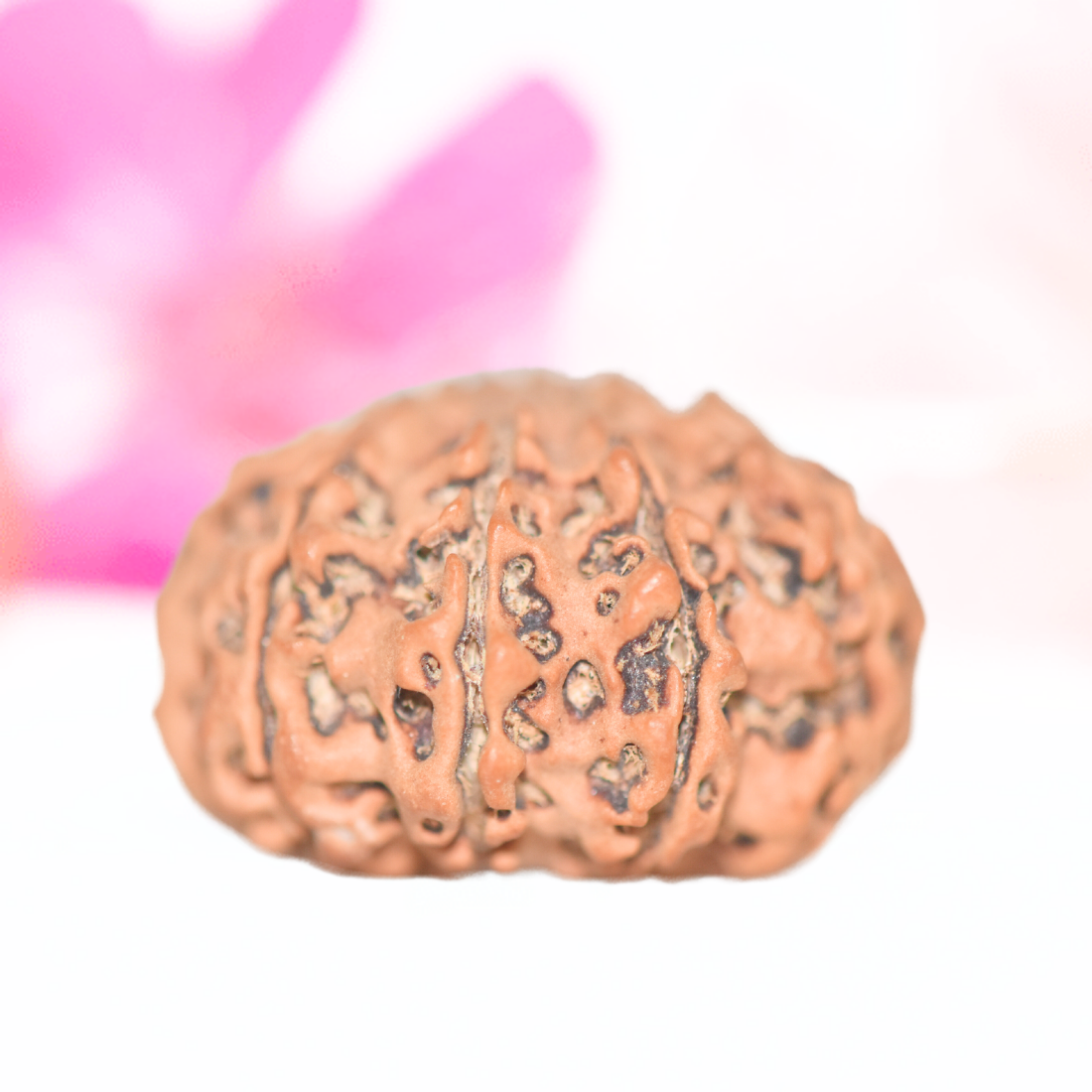 9 Mukhi Nepali Rudraksha - Large