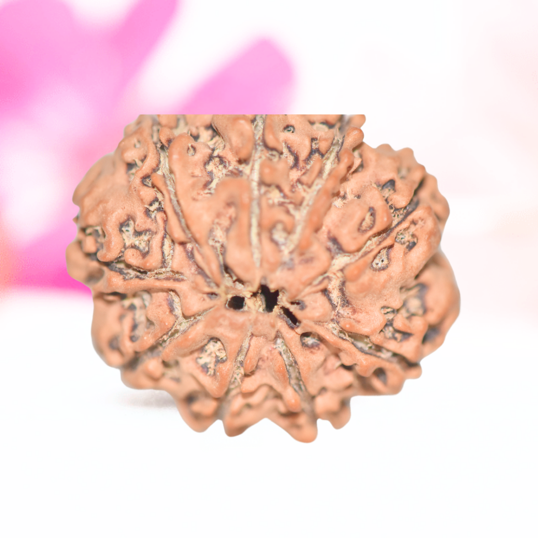 9 Mukhi Nepali Rudraksha - Large