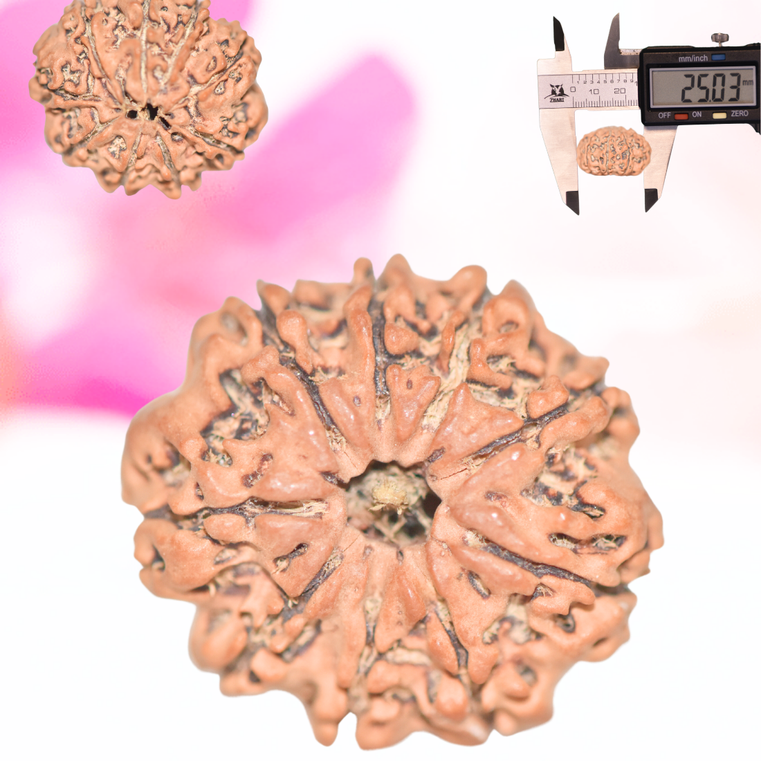 9 Mukhi Nepali Rudraksha - Large