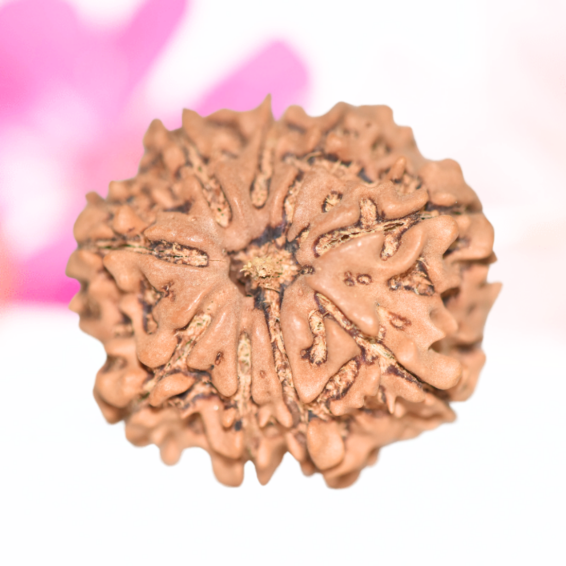 9 Mukhi Nepali Rudraksha - Large
