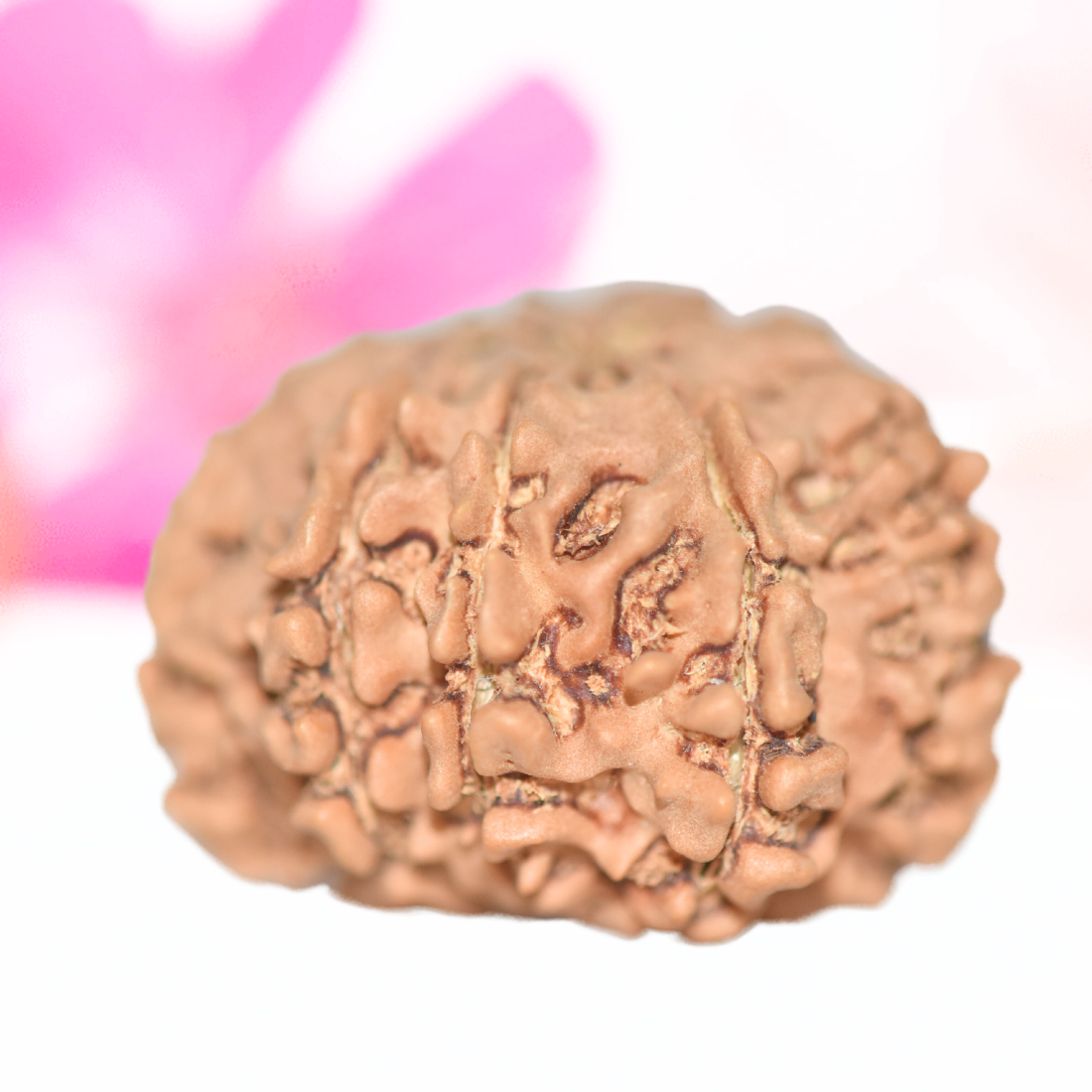 9 Mukhi Nepali Rudraksha - Large