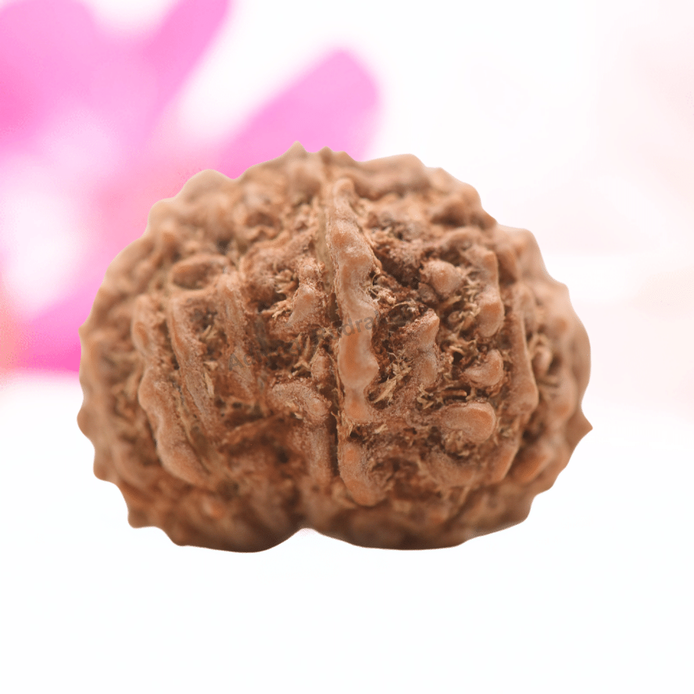 9 Mukhi Nepali Rudraksha - Regular