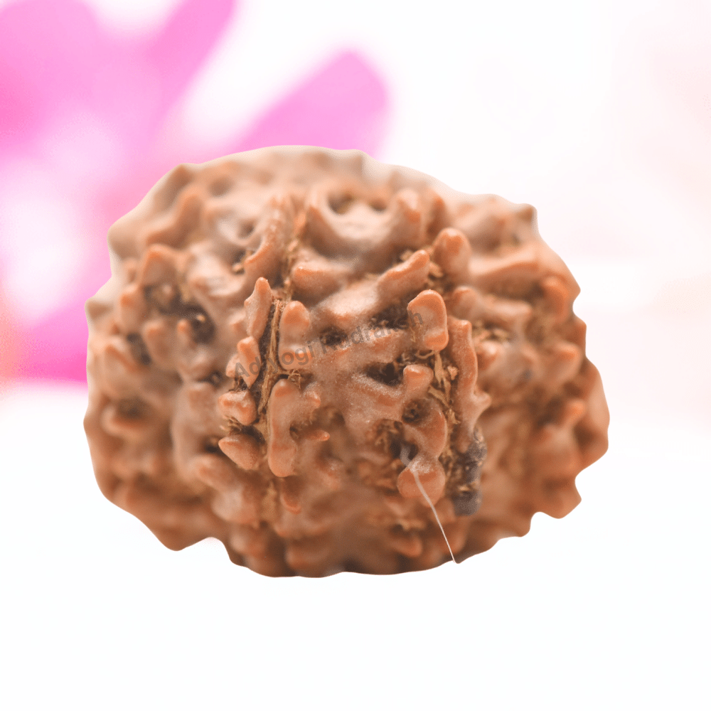 9 Mukhi Nepali Rudraksha - Regular