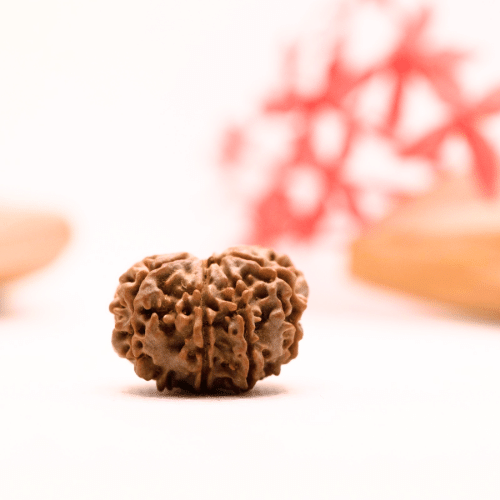 9 Mukhi Nepali Rudraksha - Regular