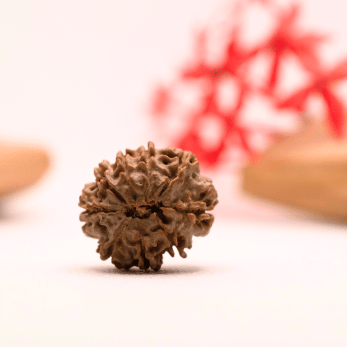 9 Mukhi Nepali Rudraksha - Regular