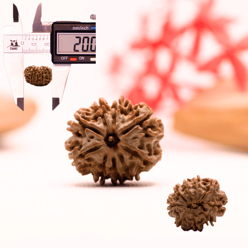 9 Mukhi Nepali Rudraksha - Regular