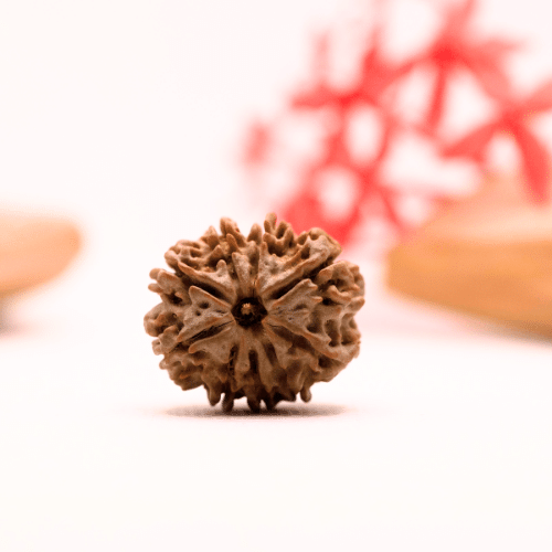 9 Mukhi Nepali Rudraksha - Regular
