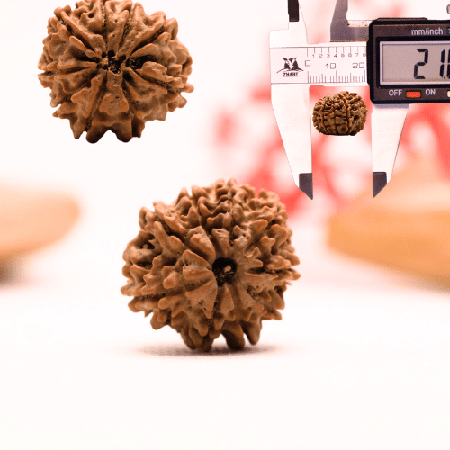 9 Mukhi Nepali Rudraksha - Regular