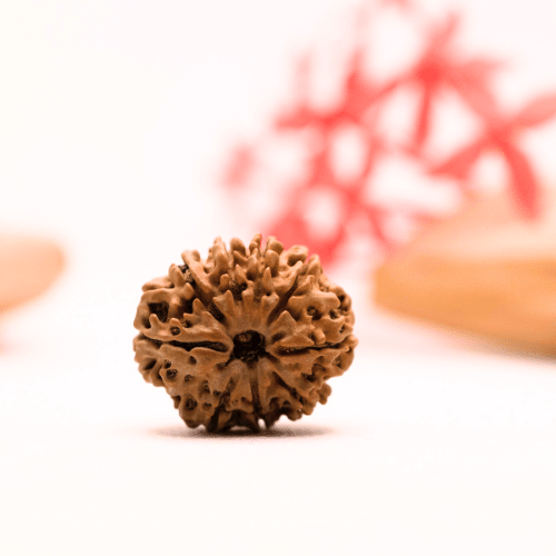 9 Mukhi Nepali Rudraksha - Regular