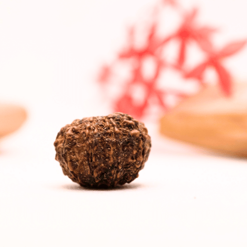 9 Mukhi Nepali Rudraksha - Regular