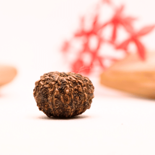 9 Mukhi Nepali Rudraksha - Regular