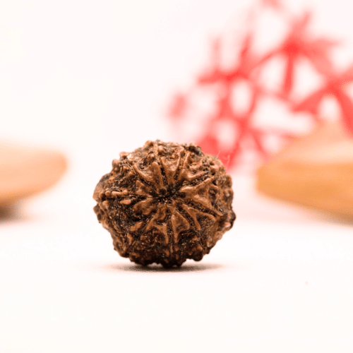 9 Mukhi Nepali Rudraksha - Regular