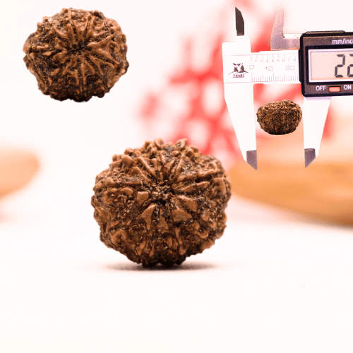 9 Mukhi Nepali Rudraksha - Regular