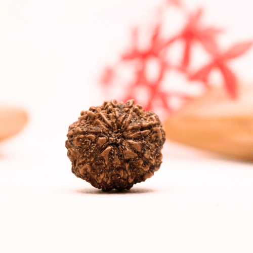 9 Mukhi Nepali Rudraksha - Regular