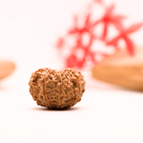 9 Mukhi Nepali Rudraksha - Regular